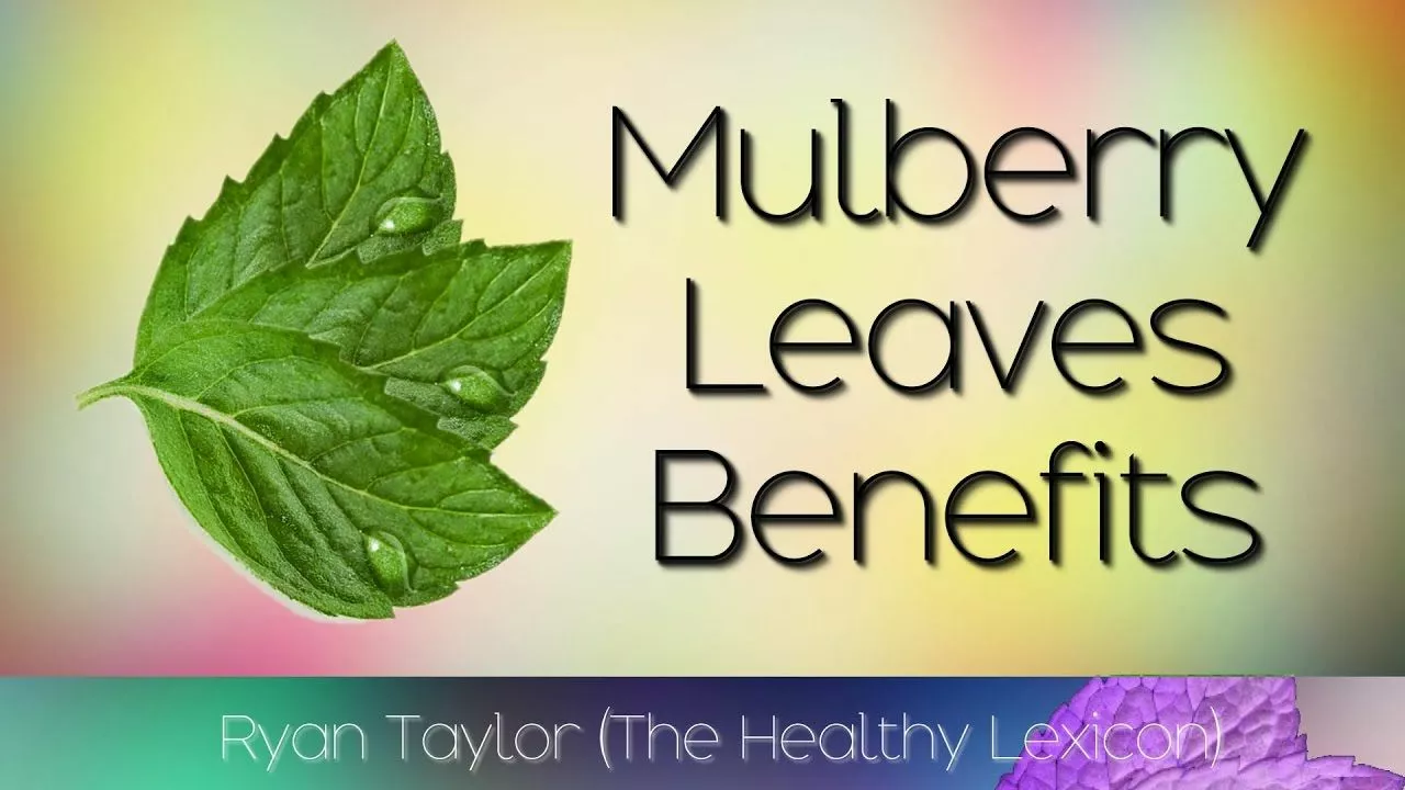 The Wonders of White Mulberry: How This Supplement Can Change Your Life