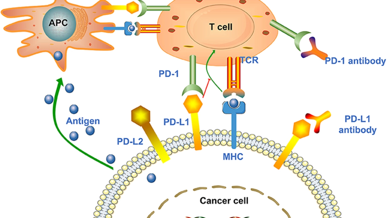 Understanding the mechanism of action of alpelisib in cancer therapy